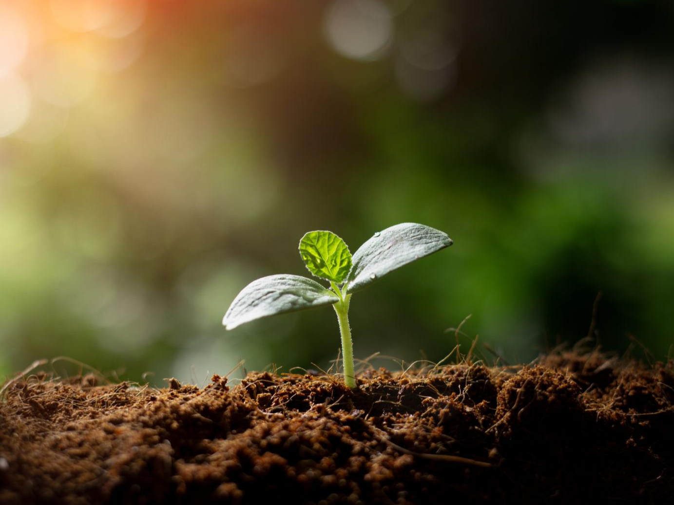 Sustainability Commitment